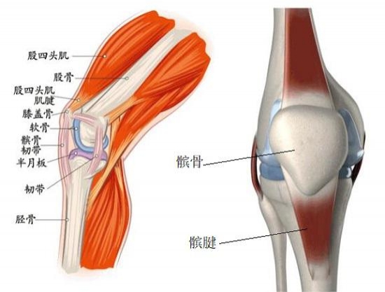 杜蘭特髕腱深度挫傷G2出戰(zhàn)存疑 醫(yī)學視角剖析強行復出風險