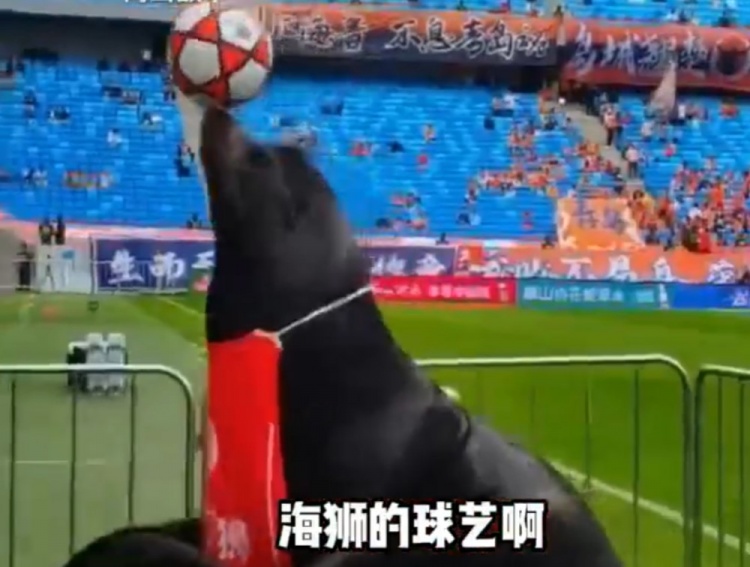 齊魯?shù)卤纫牒＊{表演 現(xiàn)場(chǎng)頂球引球員側(cè)目